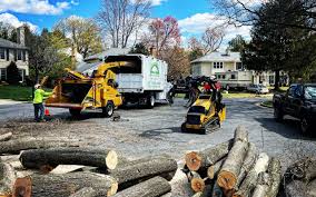 Best Storm Damage Tree Cleanup  in Hawthorne, NJ